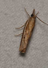 Fissicrambus profanellus