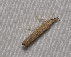 Fissicrambus quadrinotellus