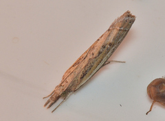 Fissicrambus quadrinotellus