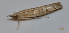 Fissicrambus quadrinotellus