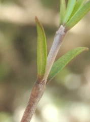 Coprosma intertexta