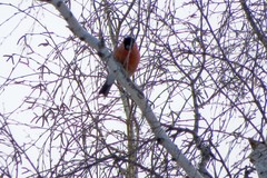 Pyrrhula pyrrhula