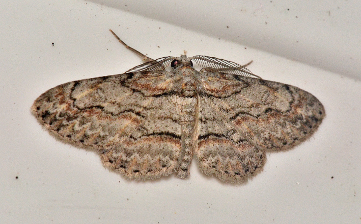 Small Purplish Gray