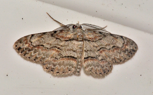Small Purplish Gray