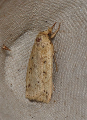 Janseodes melanospila