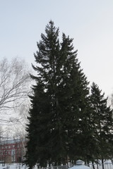 Picea