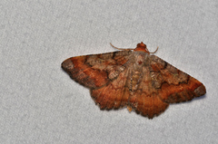 Macaria distribuaria