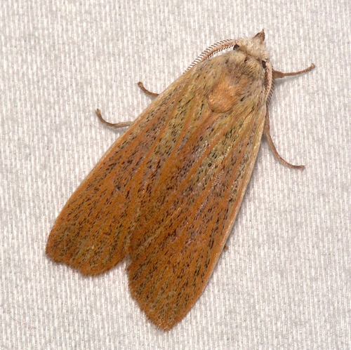 Pale Palpidia photo 4