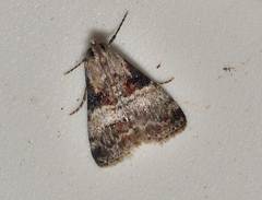 Phidotricha erigens
