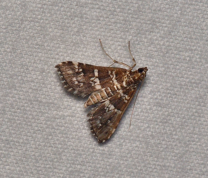 Samea druchachalis