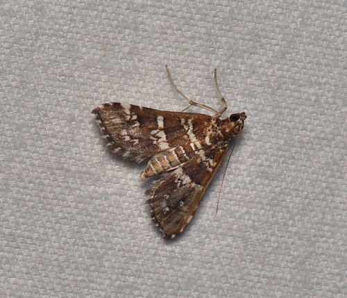 Samea druchachalis