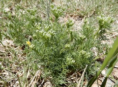 Ammoselinum popei