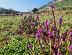Pogostemon deccanensis