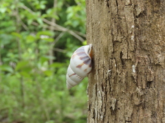 Amphidromus perversus