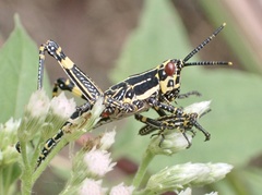 Zonocerus variegatus