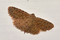 Sigela basipunctaria