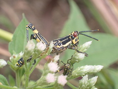 Zonocerus variegatus