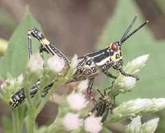 Zonocerus variegatus