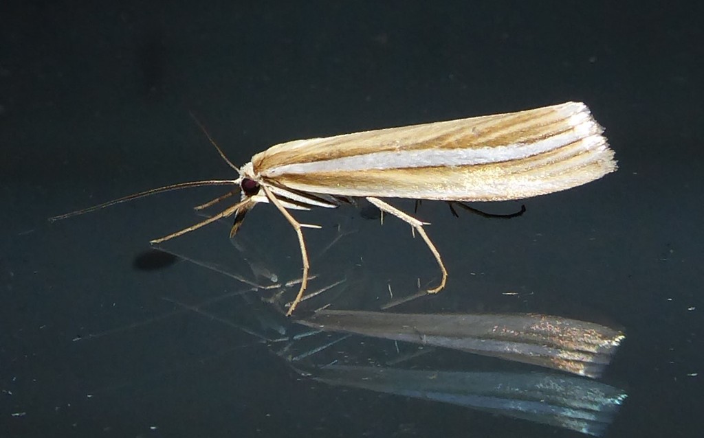 Orocrambus ordishi