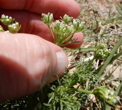 Ammoselinum popei