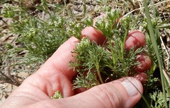 Ammoselinum popei