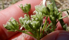 Ammoselinum popei