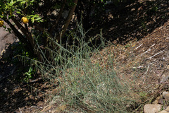 Eulobus