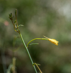 Eulobus