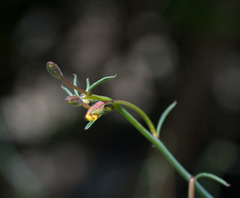 Eulobus