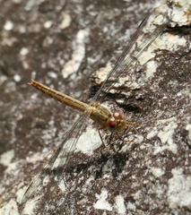 Crocothemis divisa