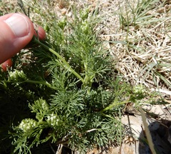 Ammoselinum popei