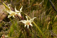 Gladiolus undulatus