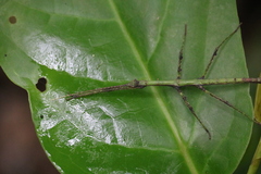 Ceroys perfoliatus