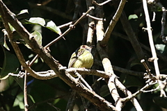 Myiornis auricularis