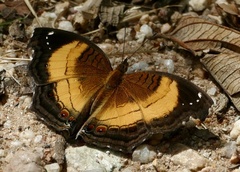 Junonia terea terea