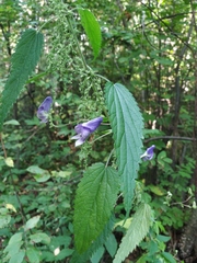 Urtica sondenii