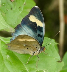Euphaedra medon medon