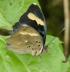 Euphaedra medon medon