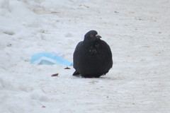 Columba livia domestica