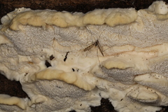 Pseudospongipellis delectans