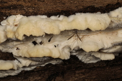 Pseudospongipellis delectans