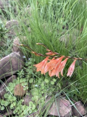 Tritonia disticha