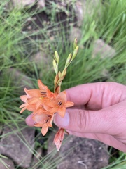 Tritonia disticha