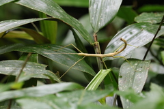 Exocnophila