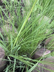 Tritonia disticha