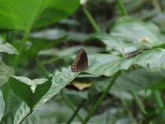 Mycalesis horsfieldi