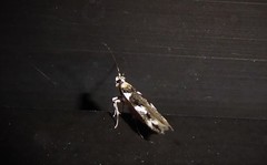 Pyroderces deamatella