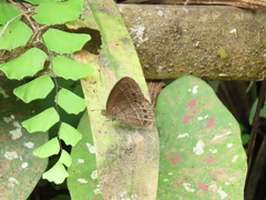 Mycalesis janardana