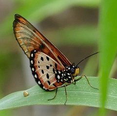 Acraea neobule
