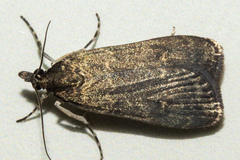 Eudonia cataxesta